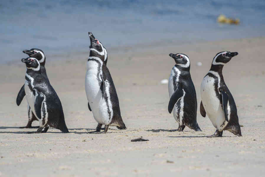 Pingüino de Magallanes - islas Falkland o Malvinas 09.jpg